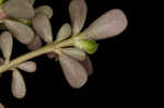 Little hogweed